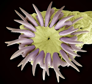 Prints of Tapeworm head. Coloured scanning electron micrograph of the head (scolex) of a tapeworm (Taenia pisiformis), showing the hooks used to attach to the host animals digestive tract Images Dated 2010 October: Tapeworm head, SEM Print