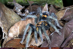 Arachnid Photography Prints: Tarantula C014 / 0953