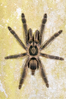 Yasuni National Park Animals Prints: Tarantula C016 / 7767