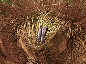 Prints of Tarantula foot. Coloured scanning electron micrograph (SEM) of a part of a tarantulas foot Images Dated 2004 July: Coloured SEM Print of Tarantula Foot