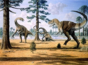 Large Carnivorous Dinosaurs Prints: Tarbosaurus