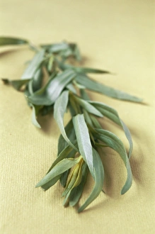 Aromatic Herbs Prints: Tarragon