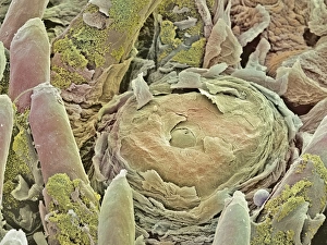 Tongue Anatomy Prints: Taste bud, SEM
