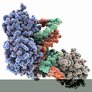 Deoxyribonucleic Acid Models Prints: TATA box-binding protein complex C014 / 0867