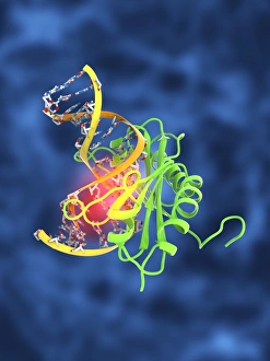 Deoxyribonucleic Acid Structure Prints: TATA box-binding protein complex C017 / 7088