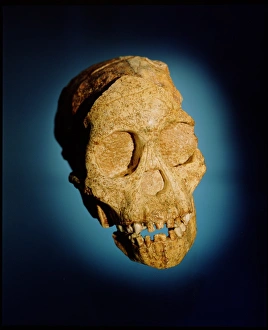 Taung skull Taung skull