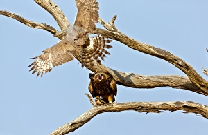 Kalahari Gemsbok National Park Prints: Tawny eagle and chanting goshawk