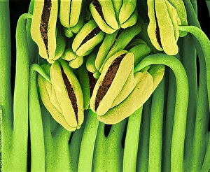 Tea flower stamens Print