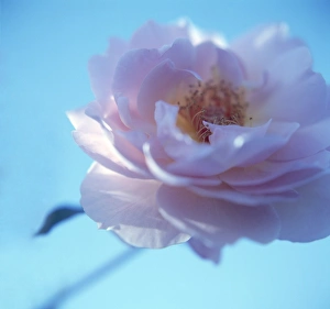 Fragrant Garden Flowers Prints: Tea rose