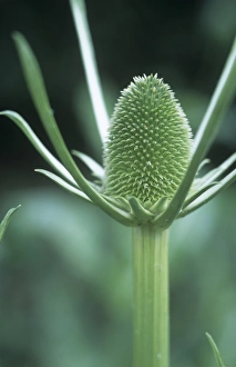 Teasel (Dipsacus fullonum) Print - Immature Flower Head