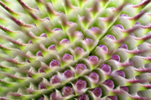 Dipsacus Fullonum Prints: Teasel flower buds