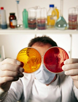 Technician with bacterial cultures in petri dishes Technician with bacterial cultures in petri dishes