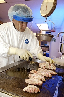 Prints of Technician dissecting a human brain. A technician slices a human brain into 1.5 centimetre thick sections Images Dated 2006 March: Technician Dissecting a Human Brain Print