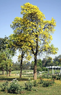 Images Dated 11th March 2011: Tecoma argentina Print - Flowering Tree in Chandigarh, India