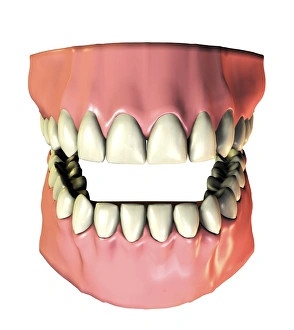 Images Dated 7th August 2006: 32 Permanent Teeth Print - Computer artwork of healthy teeth and gums