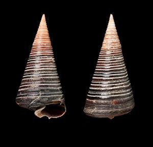 Marine Gastropod Prints: Telescope shells C016 / 6023