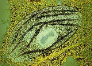 TEM of a chloroplast from a pea plant TEM of a chloroplast from a pea plant