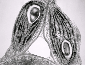 Transmission Electron Microscopy Images Prints: TEM of chloroplasts