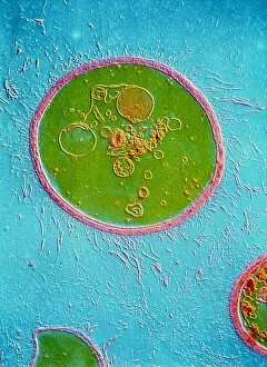 Images Dated 6th June 1988: TEM of Cryptococcus neoformans
