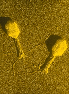 TEM T4 Bacteriophage Print