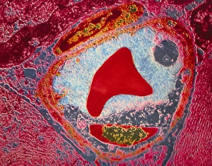 TEM of transverse section through blood capillary TEM of transverse section through blood capillary
