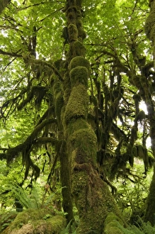 Temperate Rainforest Prints: Temperate rainforest