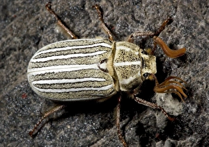 Insect Fauna Prints: Ten-lined June beetle