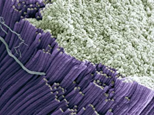 Images Dated 23rd May 2008: Tendon Print, SEM Image of Collagen Fibre Bundles at x5000 Magnification