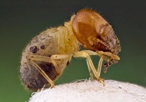 Termite Print (C018 / 2460)