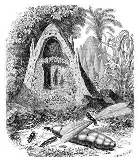 Tropical Insects Prints: Termite mound and castes