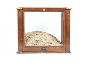 Insect Habitat Prints: Termite nest