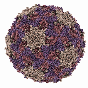 Theilers encephalomyelitis virus capsid Theilers encephalomyelitis virus capsid