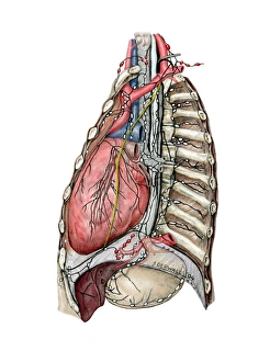 Immune System Artwork Prints: Thoracic lymphatic system, artwork