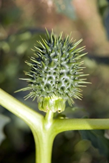 Thorn apple (Datura stramonium) seed pod Thorn apple (Datura stramonium) seed pod