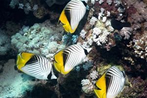 Marine Life Egypt Prints: Threadfin butterflyfish