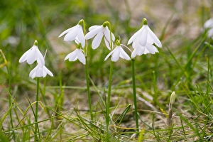 Southern Europe Wildflowers Prints: Three-leaved Snowflake