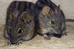 Rhabdomys Pumilio Prints: Three-striped mice