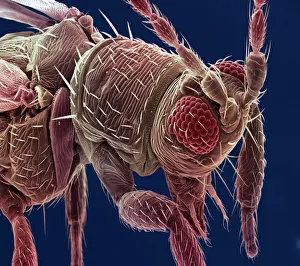 Images Dated 2002: SEM Print of a Thrip, measuring 3 millimetres in length