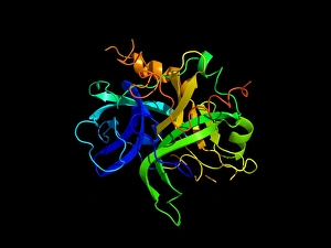 Blood Clotting Process Prints: Thrombin protein, secondary structure