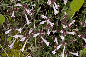 Herb Garden Photos Prints: Thyme (Thymus integer)