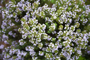 Thyme Plant Prints: Thyme (Thymus sp. )