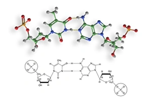 Thymine-adenine interaction, artwork C017/7367 Thymine-adenine interaction, artwork C017/7367