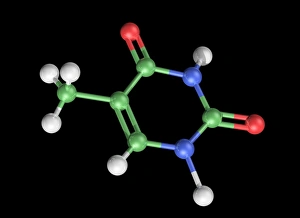 Images Dated 8th October 2013: Thymine Molecule Print