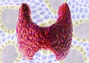 Thyroid Gland Anatomy Prints: Thyroid follicles, artwork