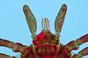 Ixodes Ricinus Prints: Tick, light micrograph