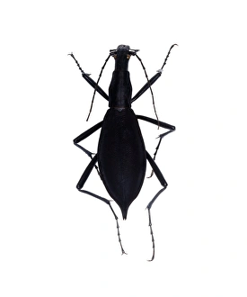 Tiger Beetle Print (7cm long)