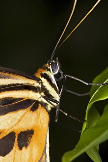 Heliconius hecale Print