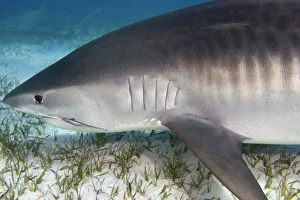 Tiger Shark Print