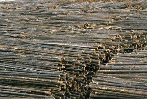 Images Dated 18th December 2000: Timber Timber Print, West Fraser Mills