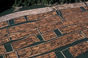 Prints of Timber rafting is one of the cheapest methods of transporting timber. Logs are tied together into rafts and floated downstream to their destination. This is a common method of timber transportation Images Dated 2006 July: Timber Raft Print